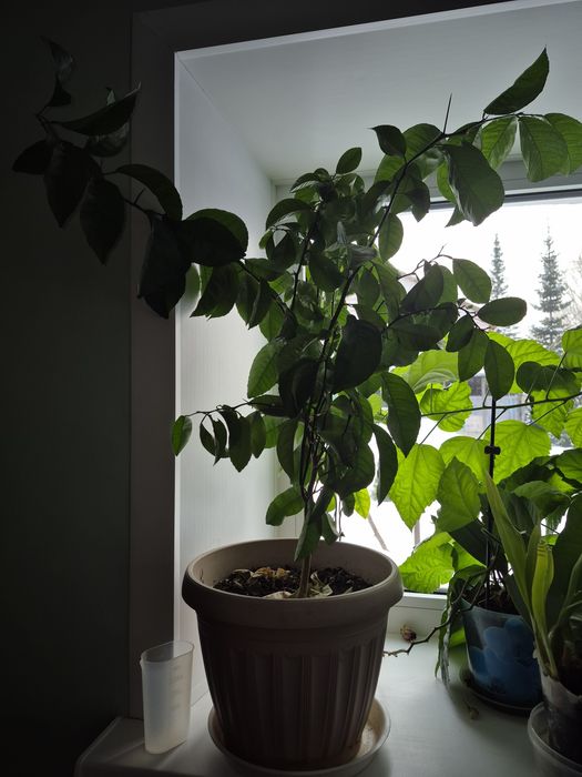 Продам китайскую розу и лимон