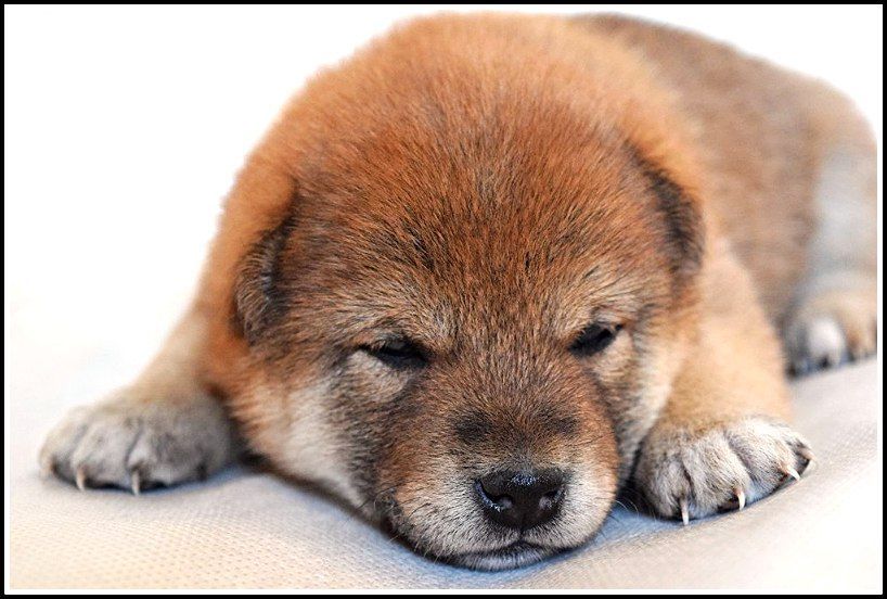 японская сиба ину