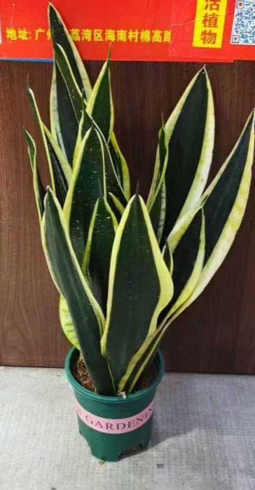 Сансевьера три размера