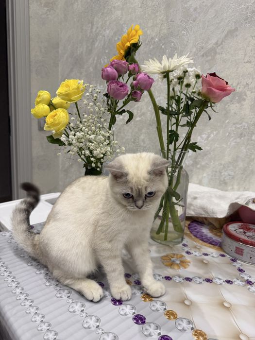 Кошка Скоттиш страйт