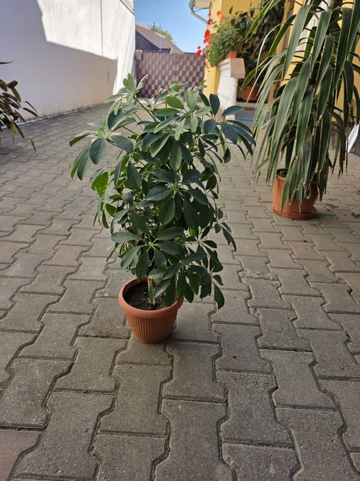 Plante de apartament și terasă: Hibiscus, Cafea, Schefflera, Ctenanthe, Yucca
