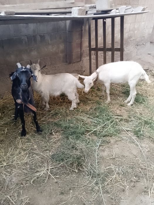 2ешкы 1лак сатылады