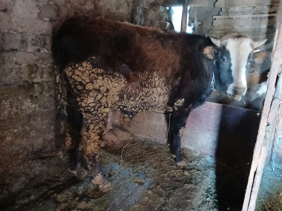 Продам быка откром