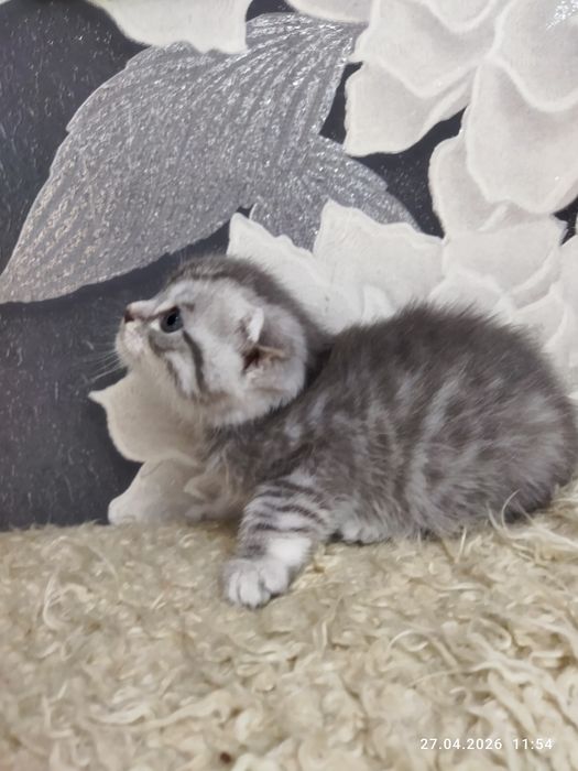Продаются шотландские котята