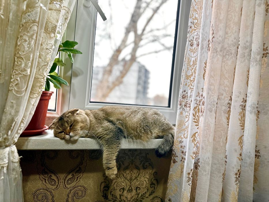 Породистый котик на вязку