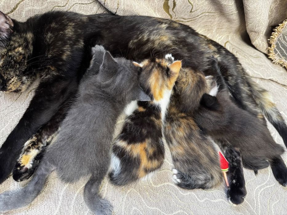 Котята котенок бесплатно