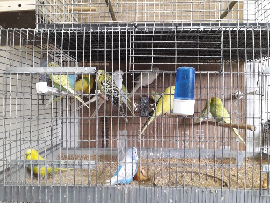 Papagali perusi de vânzare