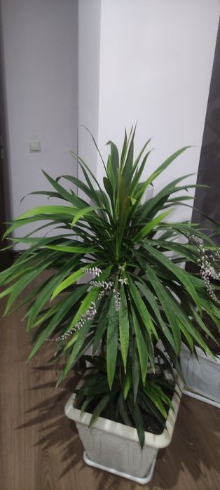 Фикус каучуконосный, Юкка