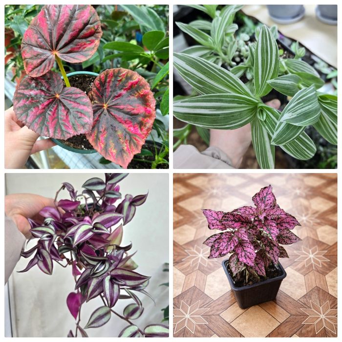 Бегонии, Гипоэстес, Традесканции