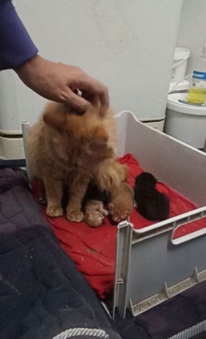 Спасённая кошечка ищет семью