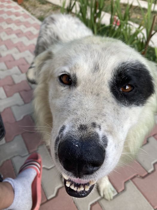 Catel   adoptie Neamt -Bodesti