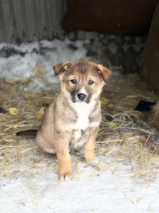 Отдам щенка в добрые руки