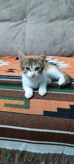 Котята в хорошие руки