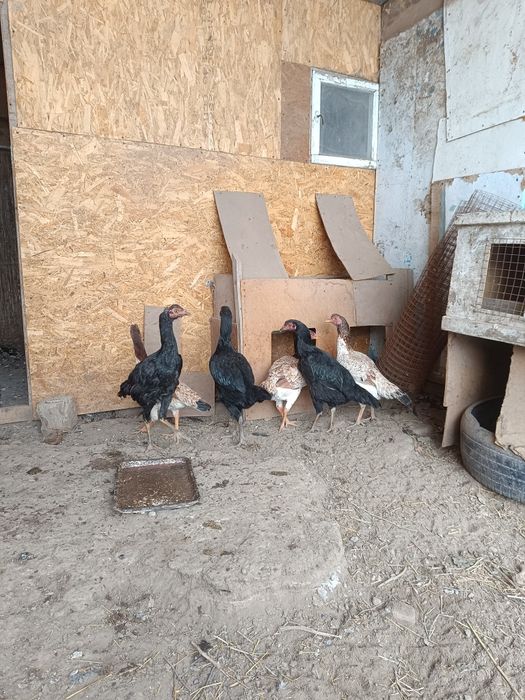 Продам даканих !!!