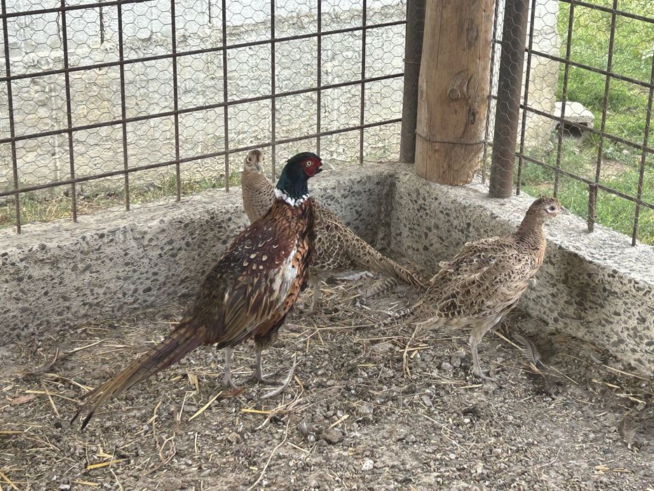 Fazani culuare comuna