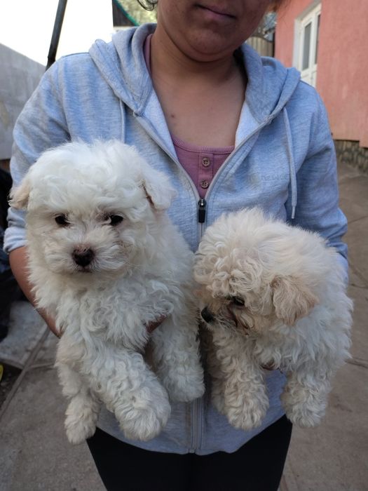 Bhison cu carnet si vaccinați