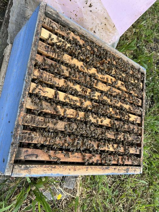 Пчелни Отводки Бургас-LR / корпусни на 5 рамки -65€