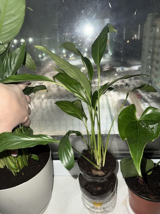 Женское счастье комнатные цветы