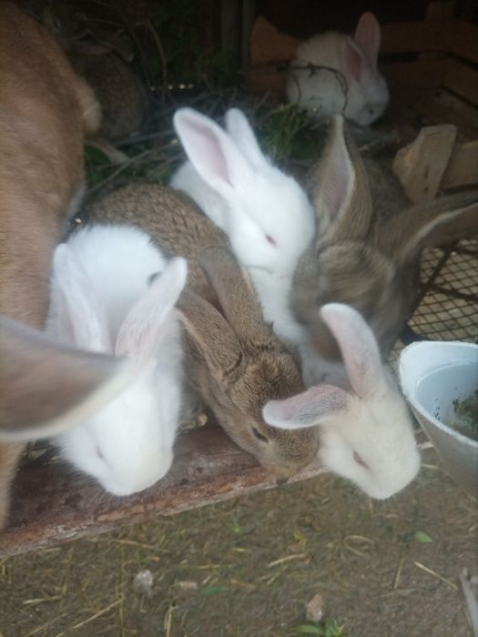 Крольчата 1.5 месячные