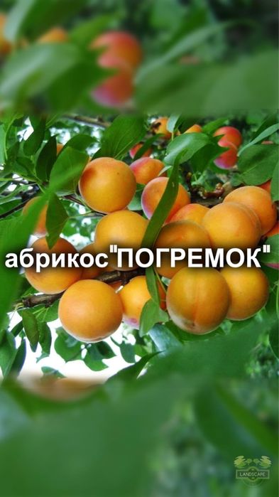 Продам плодовые деревья