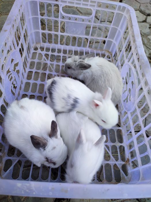 Кролики декоративные