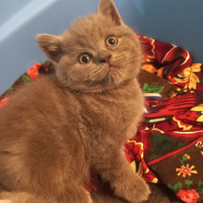 Мушук боллари сотилади