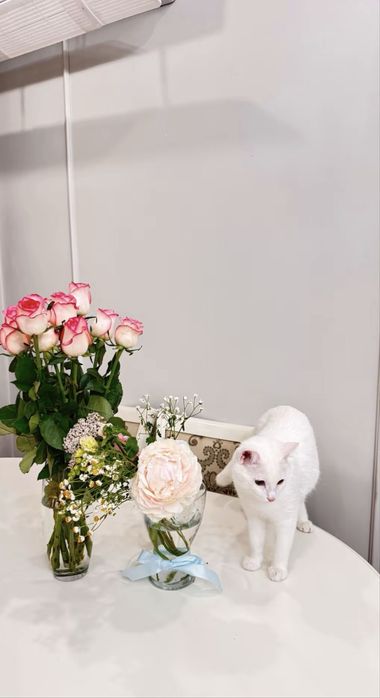 Кот ищет кошкууу