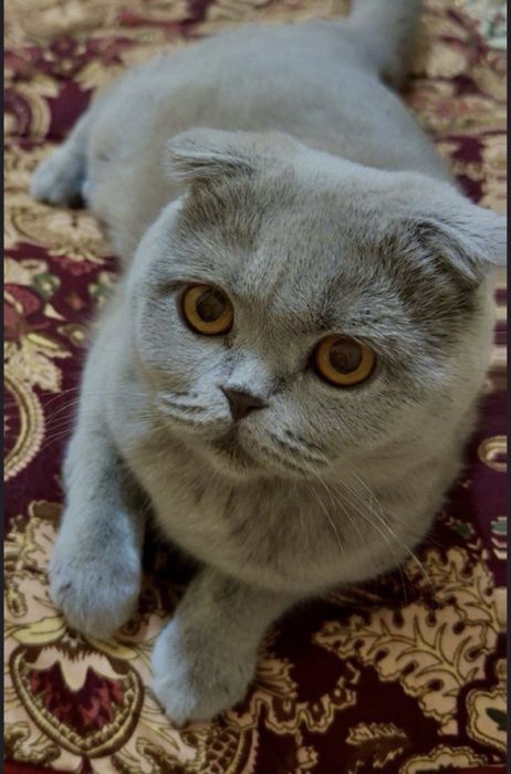 Срочно Продается Кошка Породы Скоттиш Фолд!