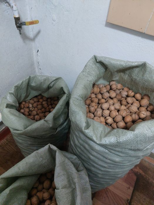 Продам грецкие орехи