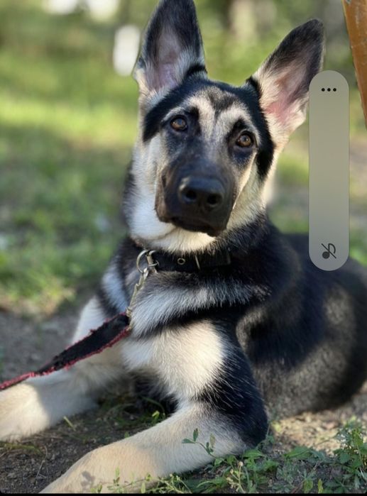 Предлагаются к бронированию щенки ВЕО