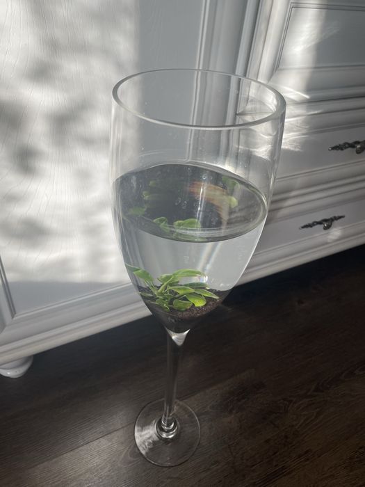 Бакал - фужер.