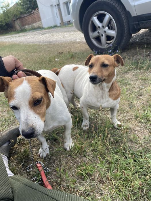 Jack Rusel Джак Ръсел - истински зверчета , уникални чистокръвни -/:””