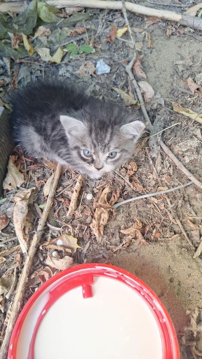 Котик ищет добрые руки