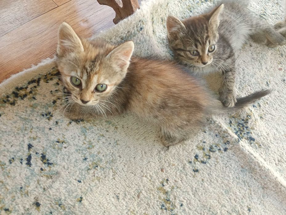 Отдам котят бесплатно