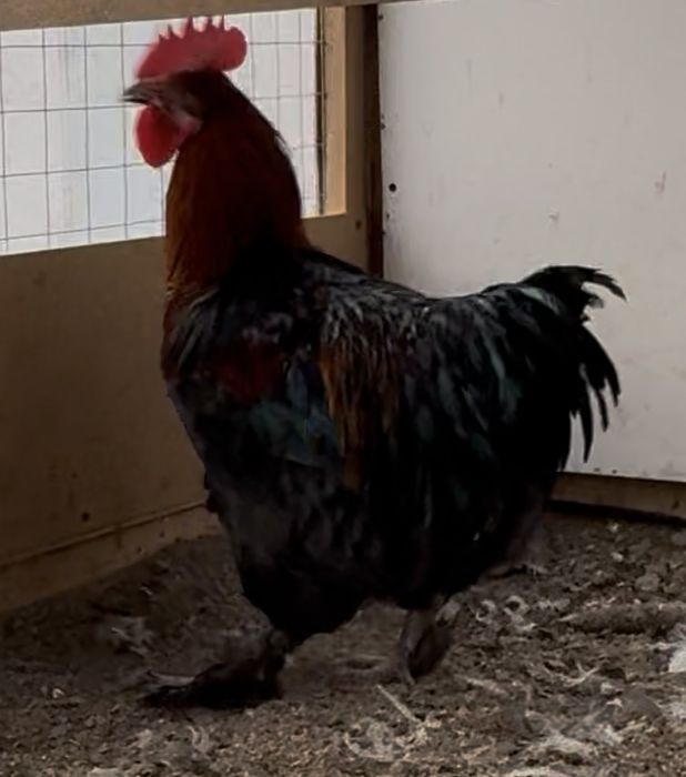 Маран черно-медный