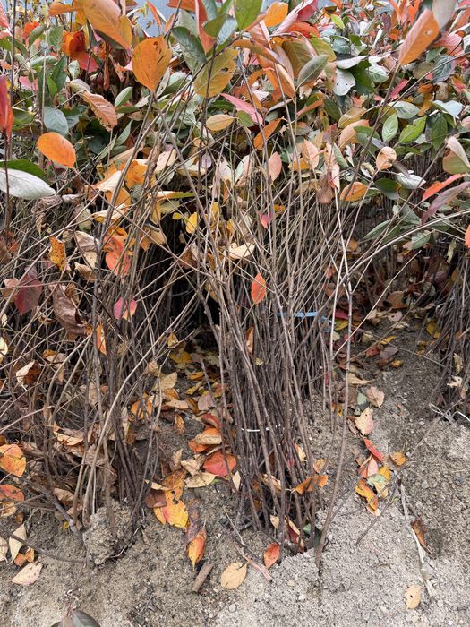 Zmeura,Mur,Afin ,Coacaz,aronia,agris