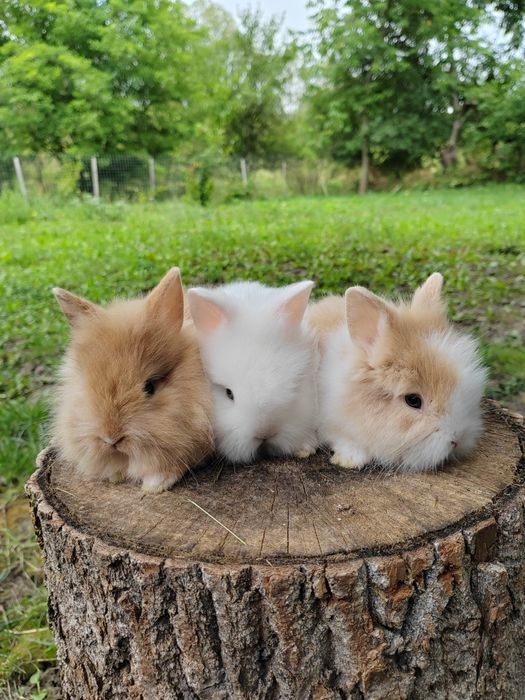 Vând iepuri cap de leu