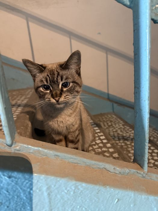 Отдам кошку в добрые руки