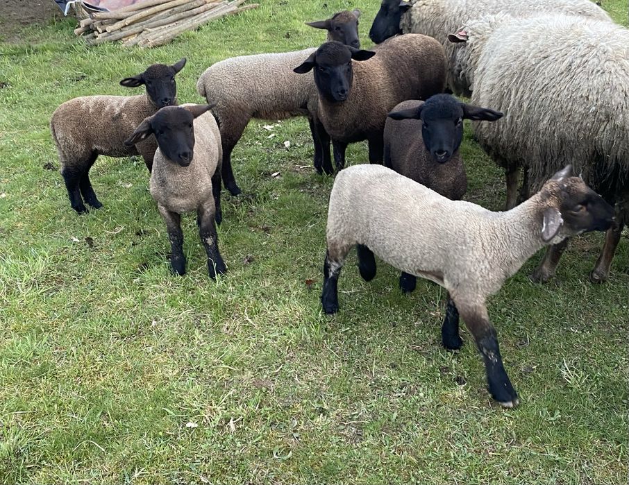 Mieluți și berbecuți Suffolk De Vânzare