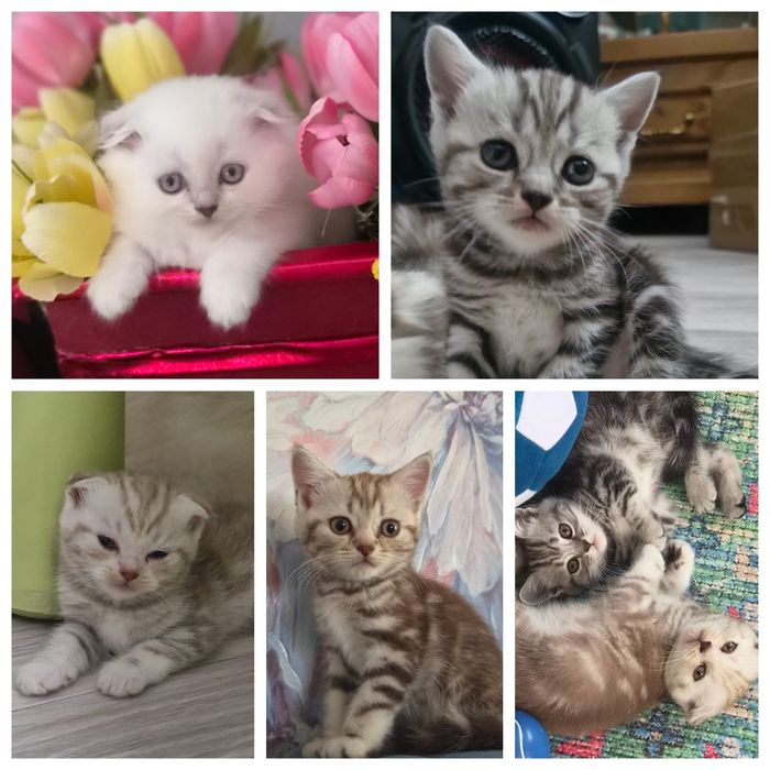 Продаются котята