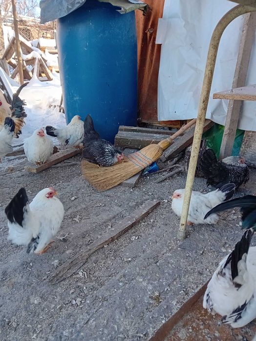 Кокошки и петли от порода Шабо