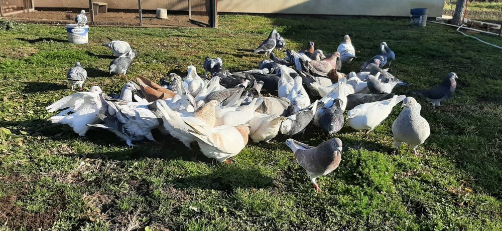 Vând porumbei de rasă texani, voiajori