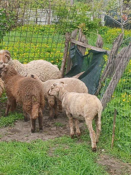 Vând 6 miei în Râmnicul Sărat