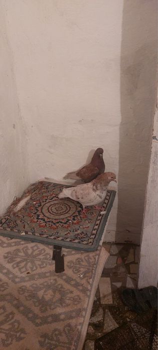 Продам Голуби Бакински