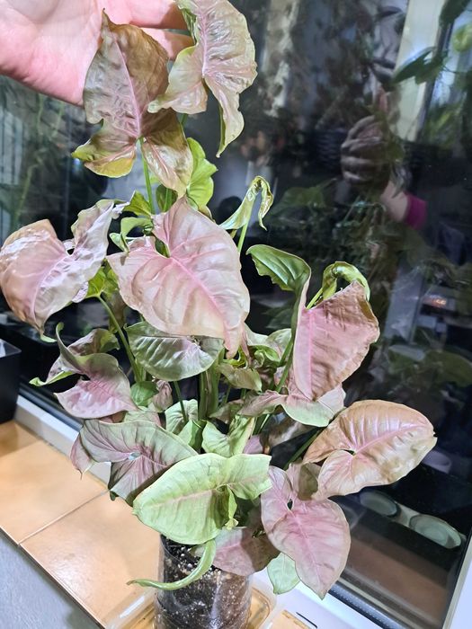 Plante Scindapsus Exotica Philodendron Micans Brasil Tradescantia