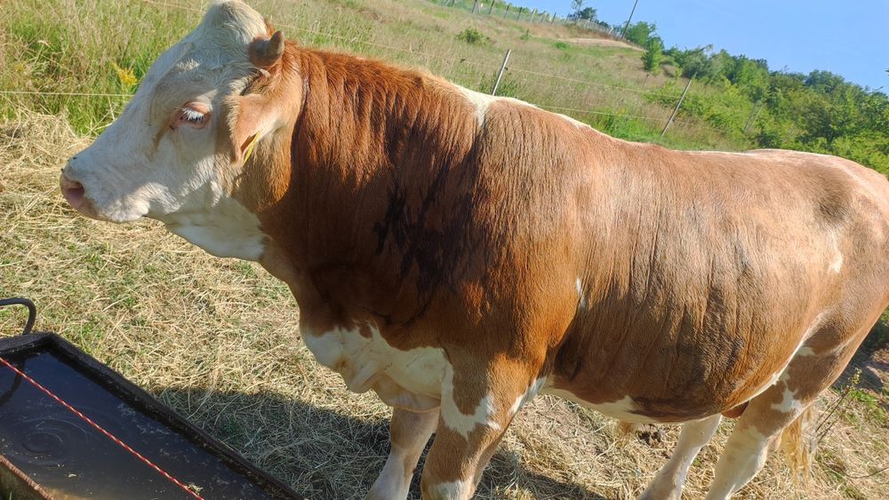 Taur de vânzare baltat