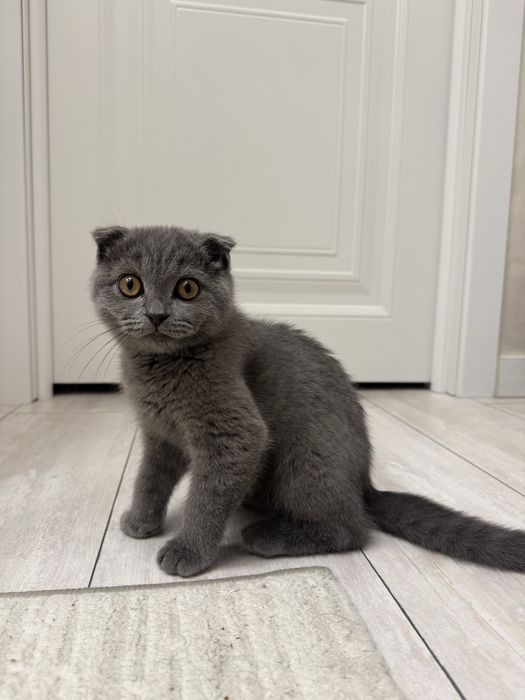 Шотландский вислоухий котенок