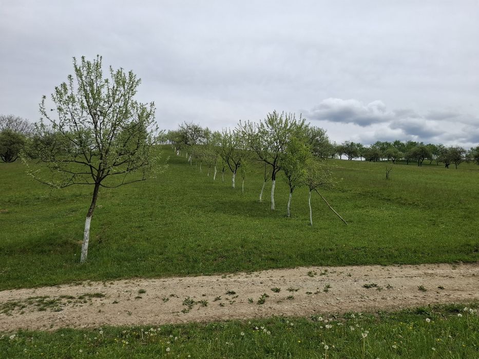 Terenuri de vânzare