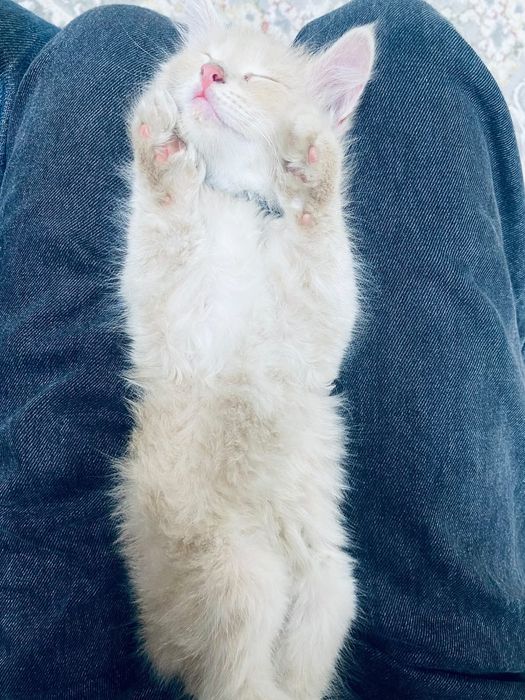 Отдаю котят в добрые руки