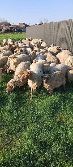 Vand oi cu miei sterpe miei